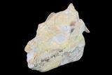 Fossil Oreodont (Merycoidodon) Skull - Wyoming #134357-6